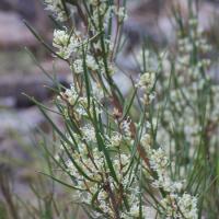 Small-fruit Hakea